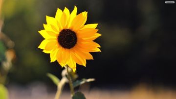 Sunflower - Android, iPhone, Desktop HD Backgrounds / Wallpapers (1080p, 4k)